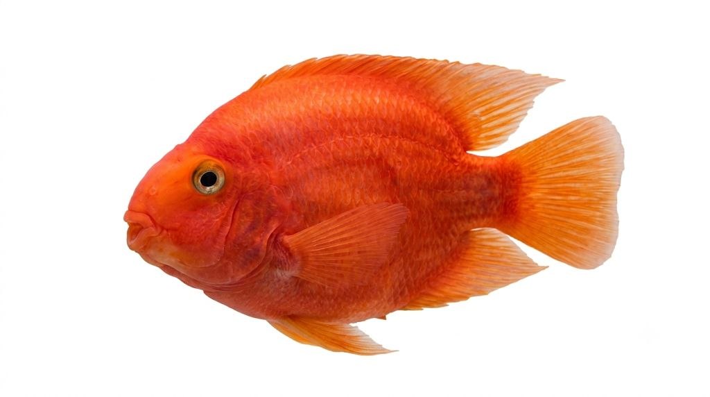 Parrot Fish